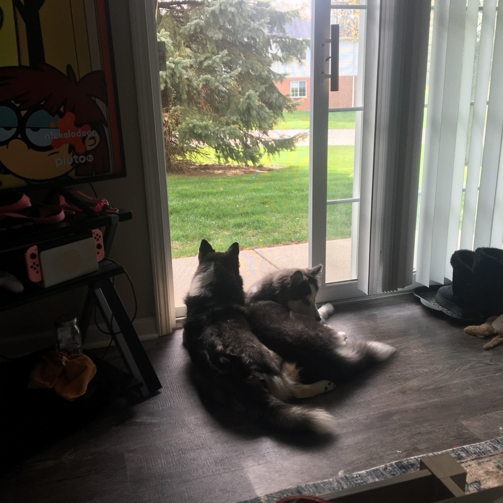 Give Ivy and looni a treat !!